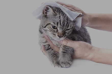 Pet Care